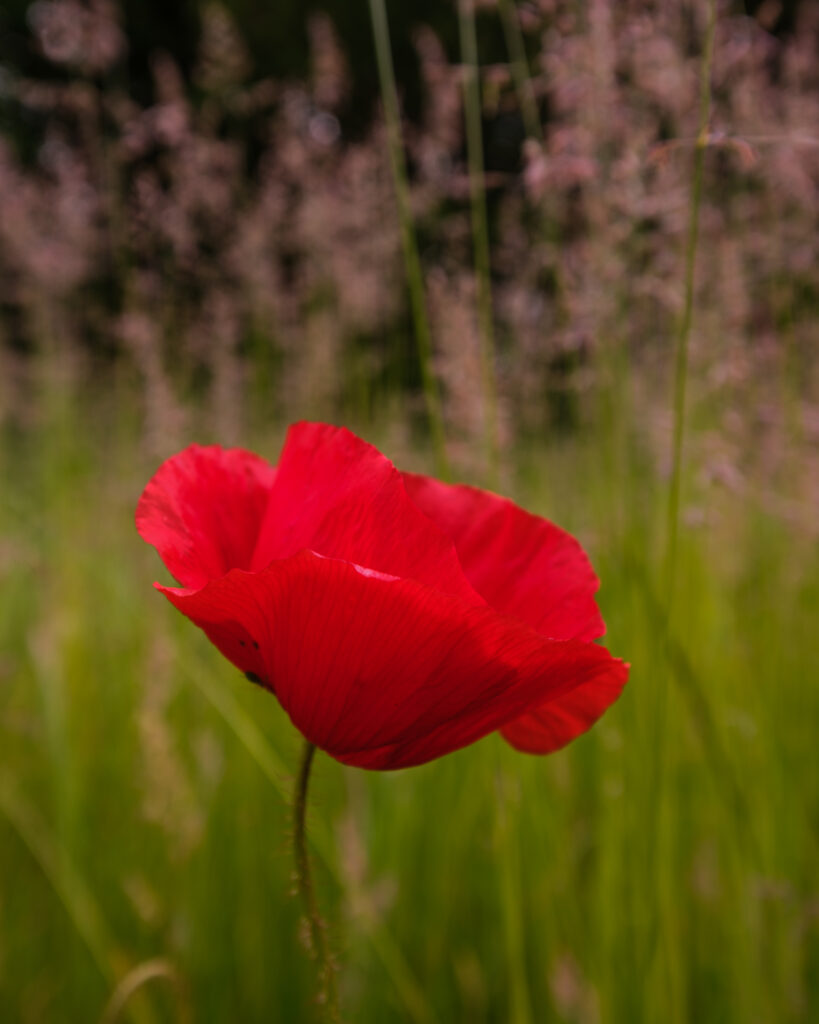 Vibrant Red Poppy Flower with Soft Greenery Background Wallpaper