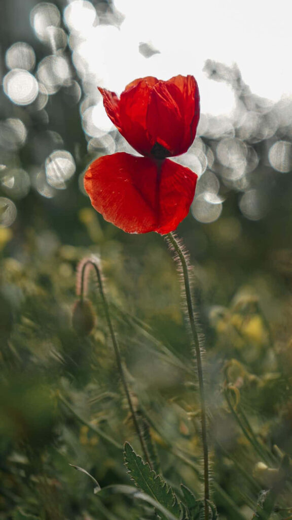 Vibrant Red Poppy Wallpaper - Serene Nature Background