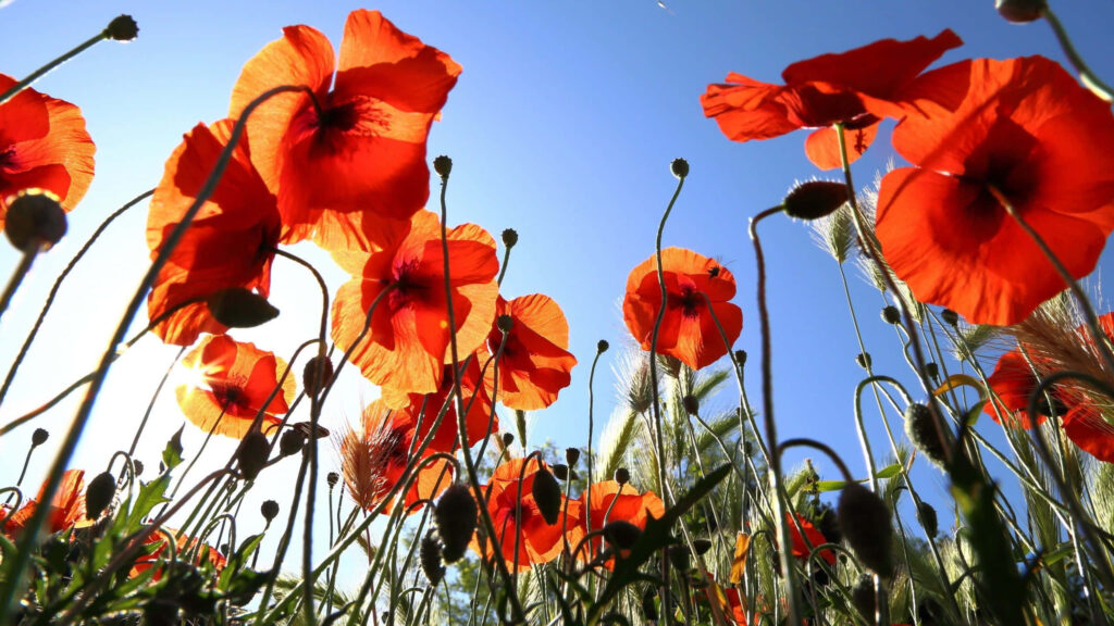 Vibrant Red Poppy Wallpaper Against Clear Blue Sky - Nature's Beauty