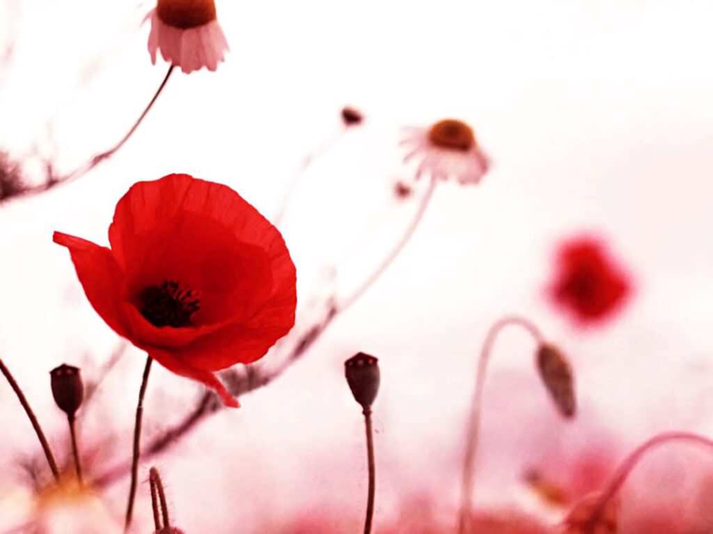 Vibrant Red Poppy Wallpaper: Graceful Blooms on a Dreamy Background
