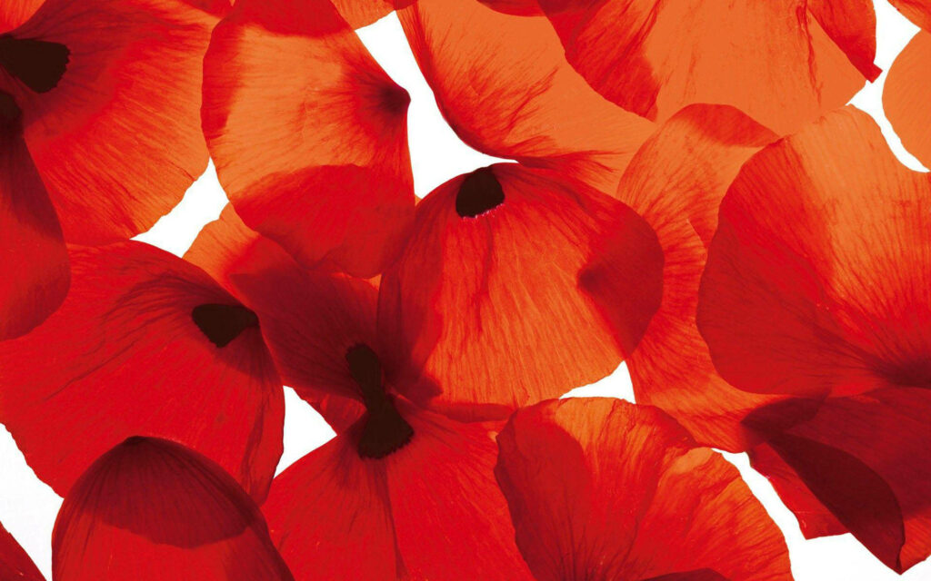 Vibrant Red Poppy Petals Wallpaper on Elegant White Background