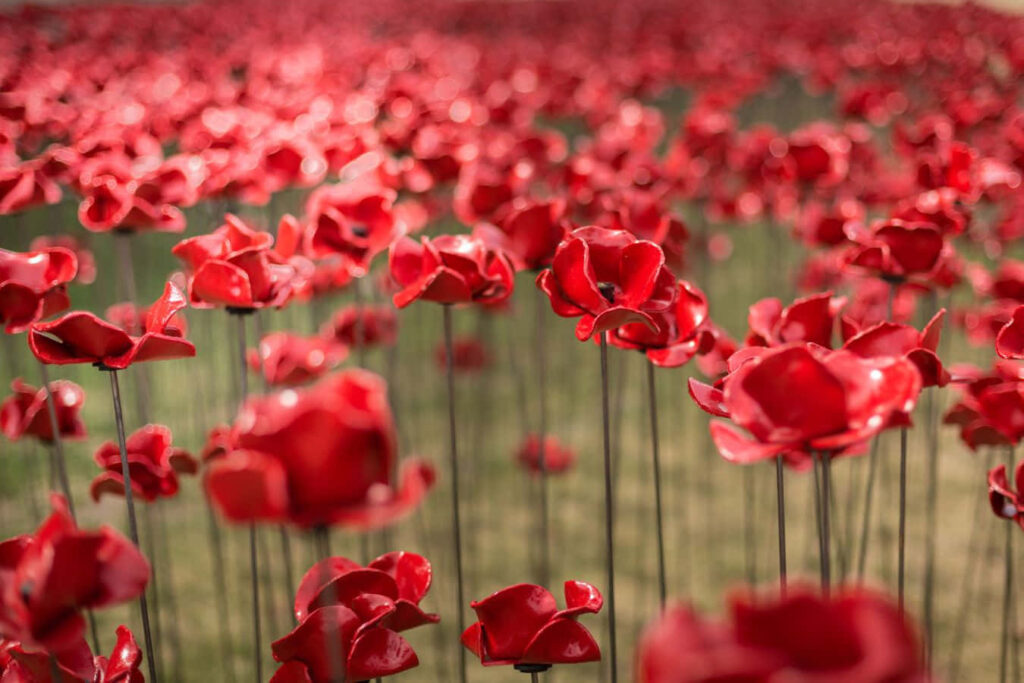 Vibrant Red Poppy Wallpaper: Beauty and Serenity Background
