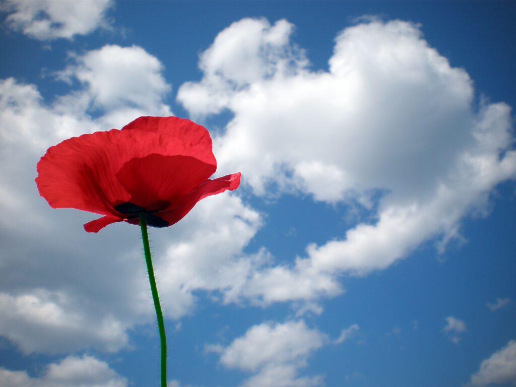 Vibrant Red Poppy Wallpaper Against Bright Blue Sky & Clouds
