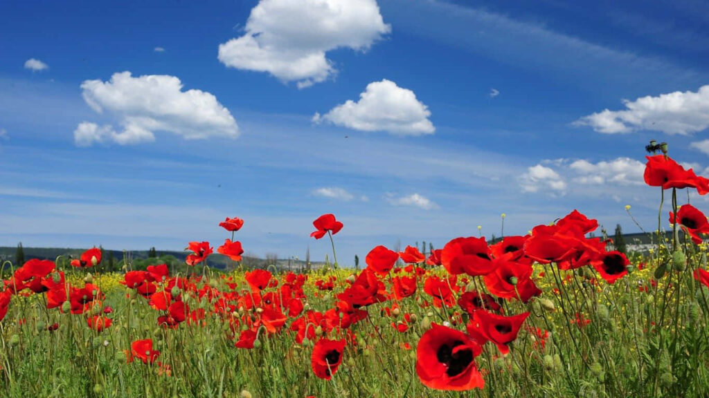 Vibrant Red Poppies Desktop Wallpaper for a Bright Workspace