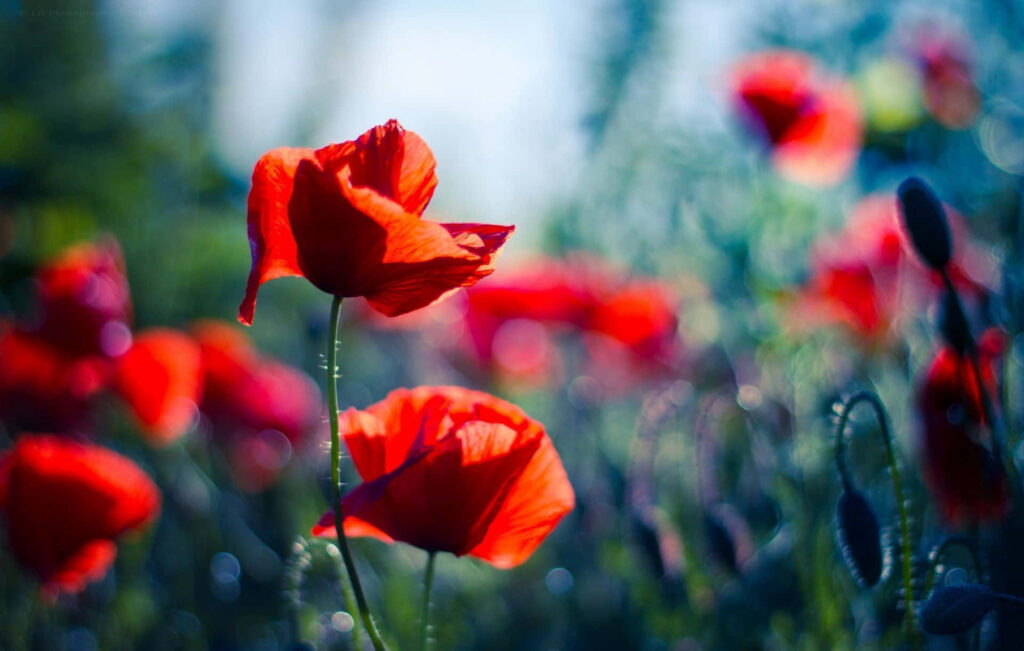 Vibrant Red Poppy Flowers Wallpaper Background - Remembrance & Beauty