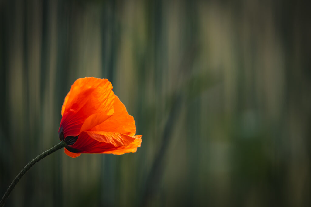 Vibrant Red Poppy with Delicate Petals Against Blurred Background Wallpaper