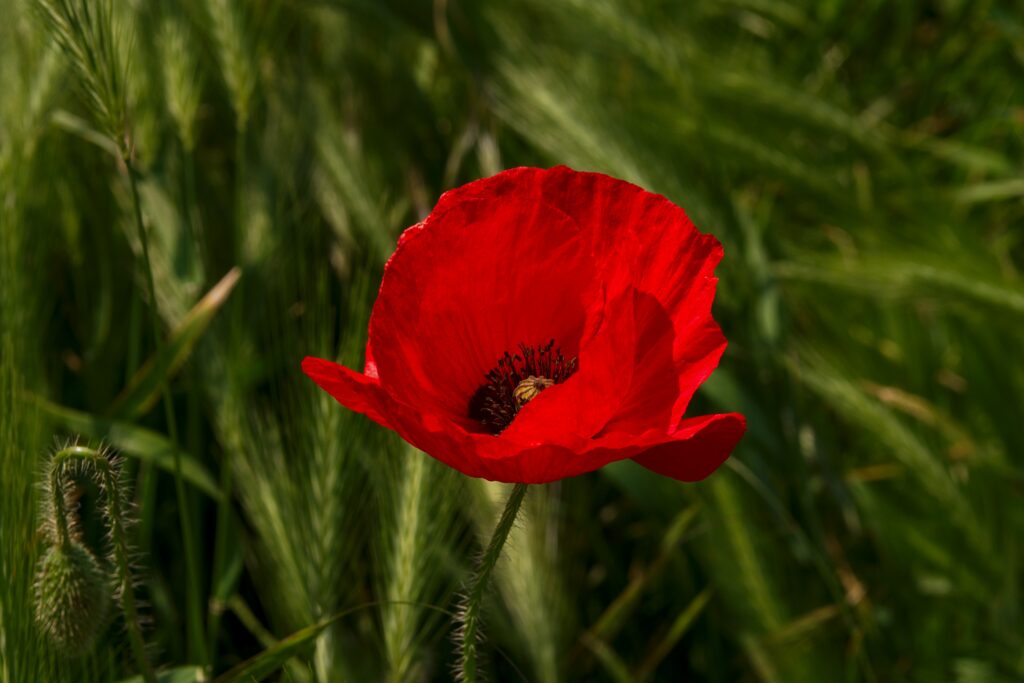 Vibrant Red Poppy Macro Wallpaper - Delicate Petals & Green Background