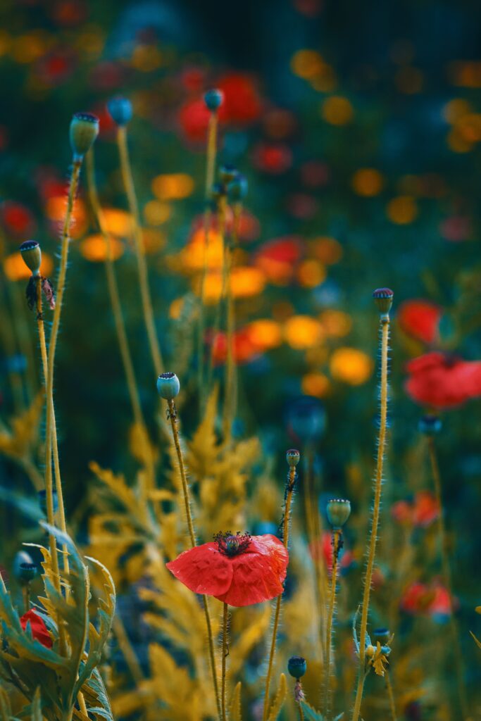 Dreamy Red Poppy Wallpaper: Vibrant Floral Background Delight
