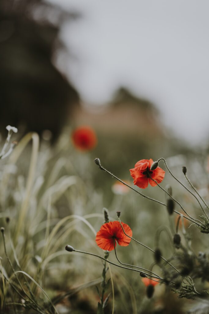 Vibrant Red Poppies Wallpaper: Dreamy Floral Background Scene