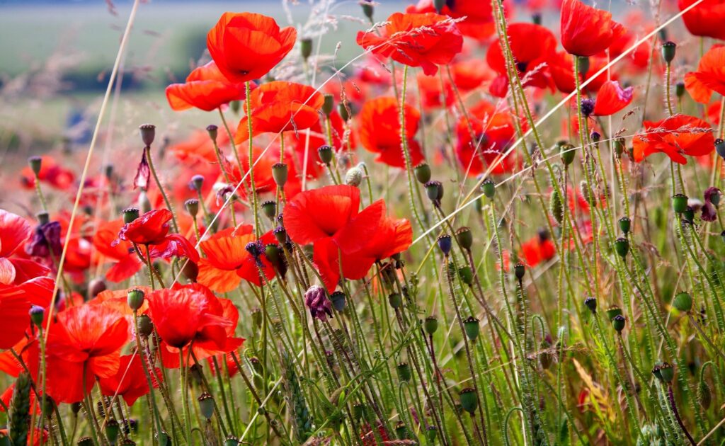 Dreamy Summer Poppy Field Wallpaper: Vibrant Red Beauty