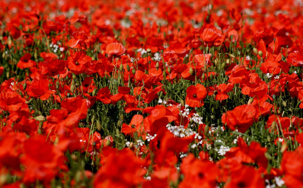 Vibrant Red Poppy Wallpaper: Stunning Colorful Nature Background