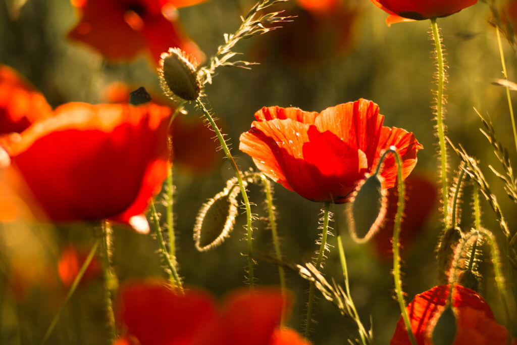 Stunning Red Poppy Wallpaper: Lush Field in Warm Sunlight