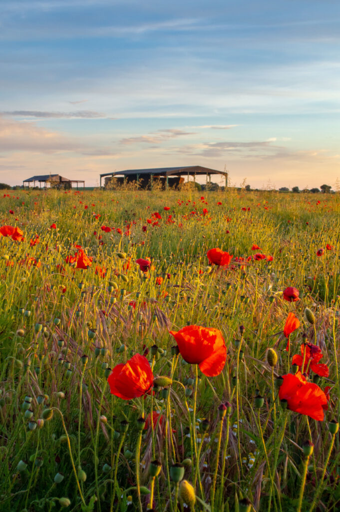 Vibrant Red Poppy Field Wallpaper: Serene Countryside Background