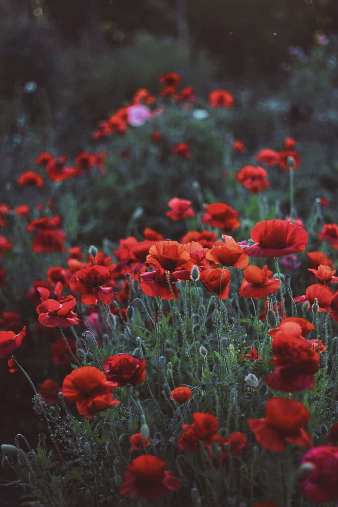 Vibrant Red Poppy Wallpaper: Striking Serene Background