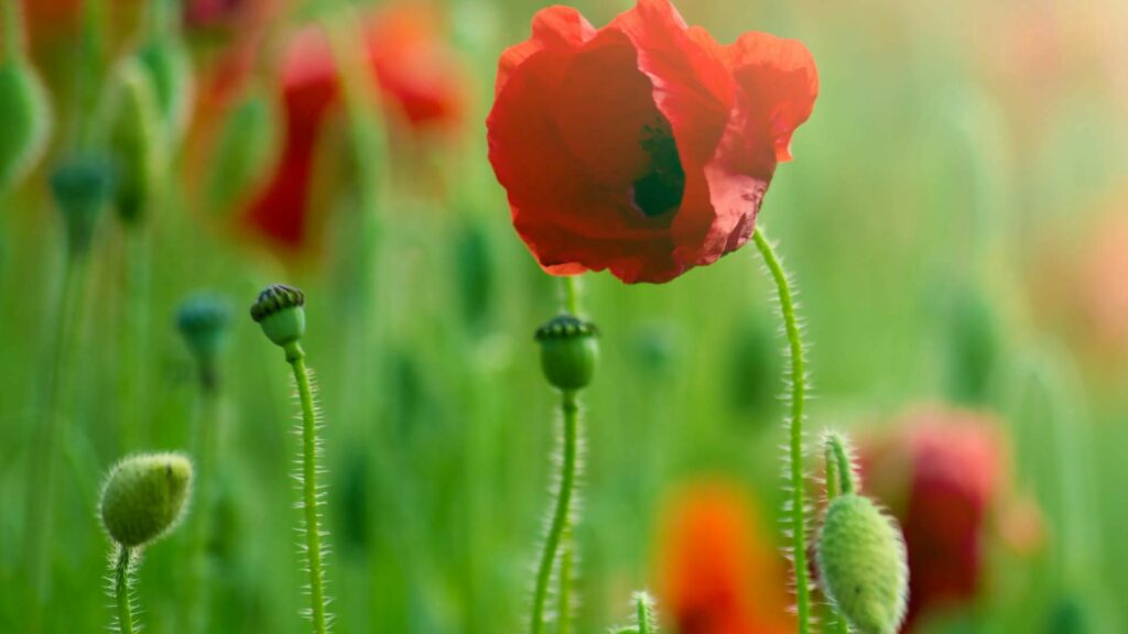 Vibrant Red Poppy in Lush Green Field - Serene Natural Background Wallpaper
