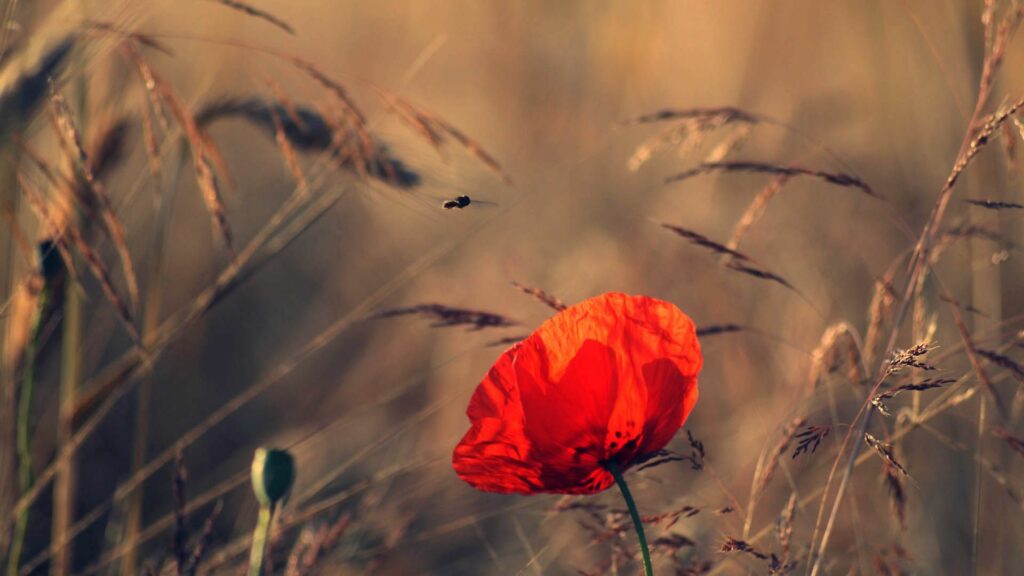 Vibrant Red Poppy Wallpaper | Serene Soft Focus Background