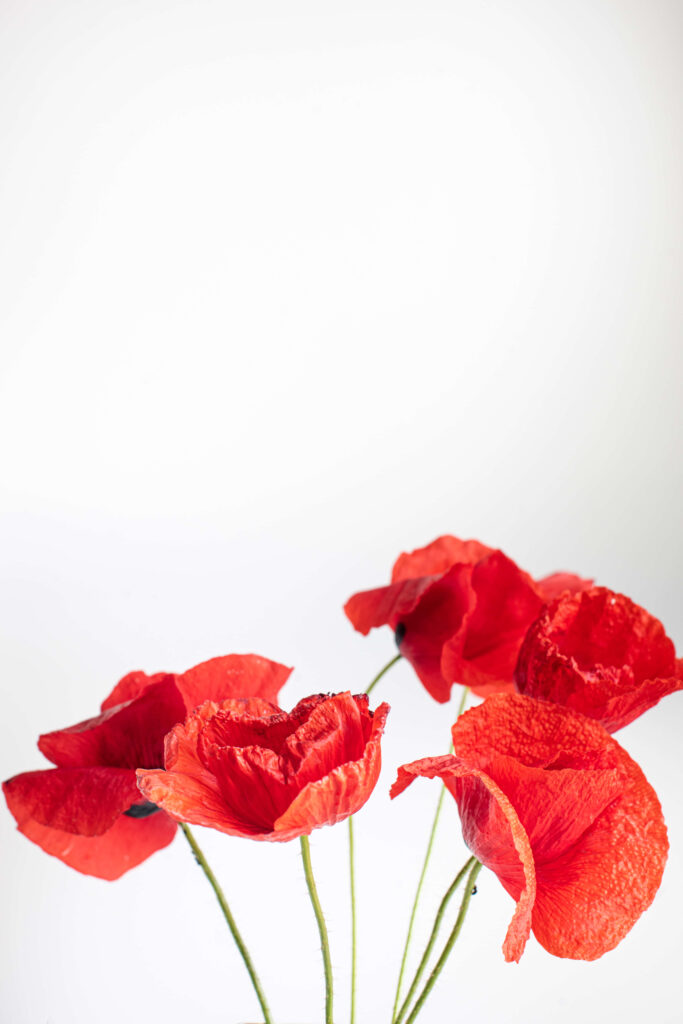 Vibrant Red Poppies on White Background - Stunning Floral Wallpaper