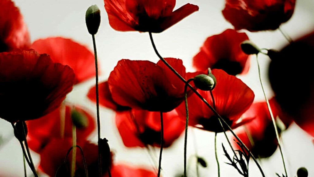 Vibrant Red Poppies Wallpaper: Springtime's Rejuvenating Charm