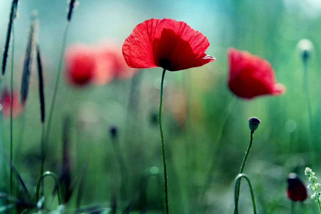 Vibrant Red Poppies Wallpaper: Strength & Resilience in Nature