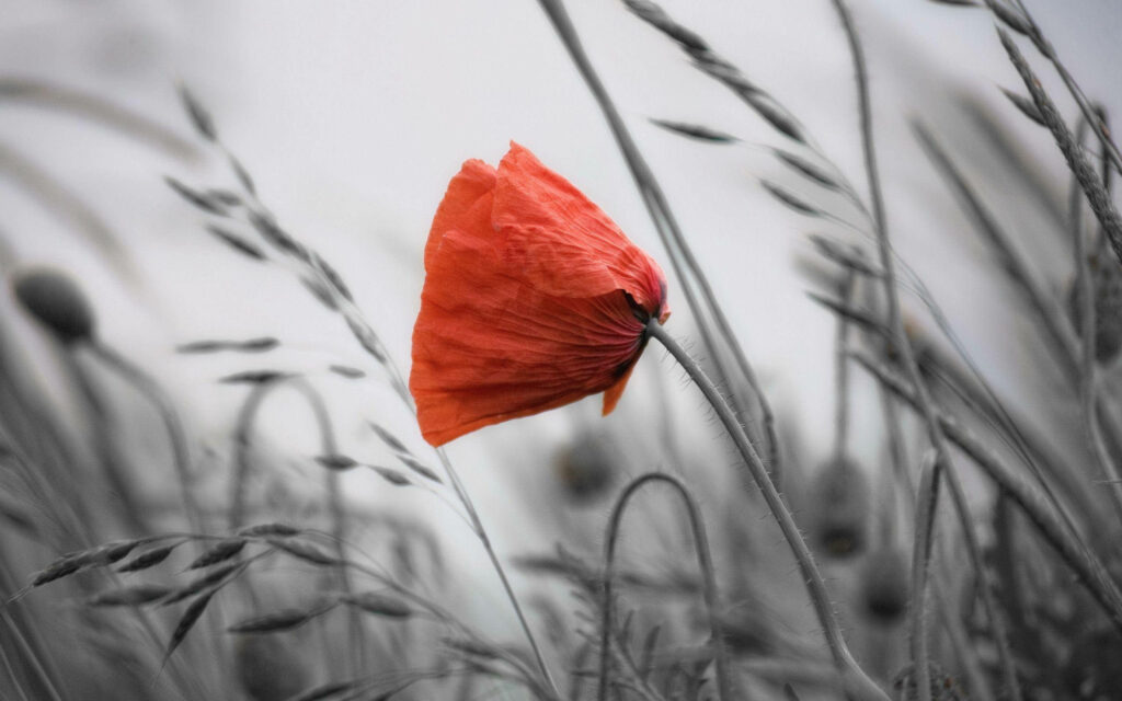 Vibrant Poppy Wallpaper: Color Splash on Monochrome Background