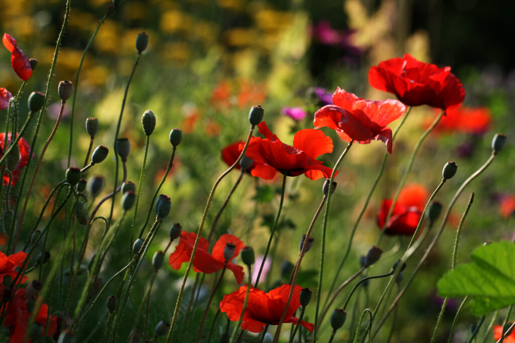 Vibrant Red Poppies Wallpaper: Macro Floral Background Detail