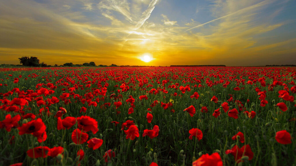 Vibrant Red Poppy Wallpaper: Stunning Sunset & Dreamy Background