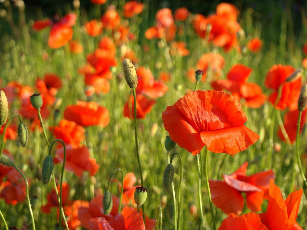 Vibrant Red Poppy Wallpaper: Summer Nature Background