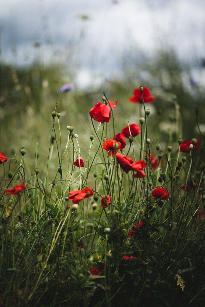 Vibrant Red Poppy Wallpaper: Summer Field on Lush Green Background