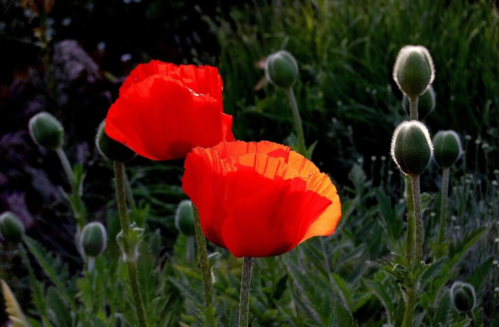 Vibrant Red Poppies Wallpaper - Lush Summer Background