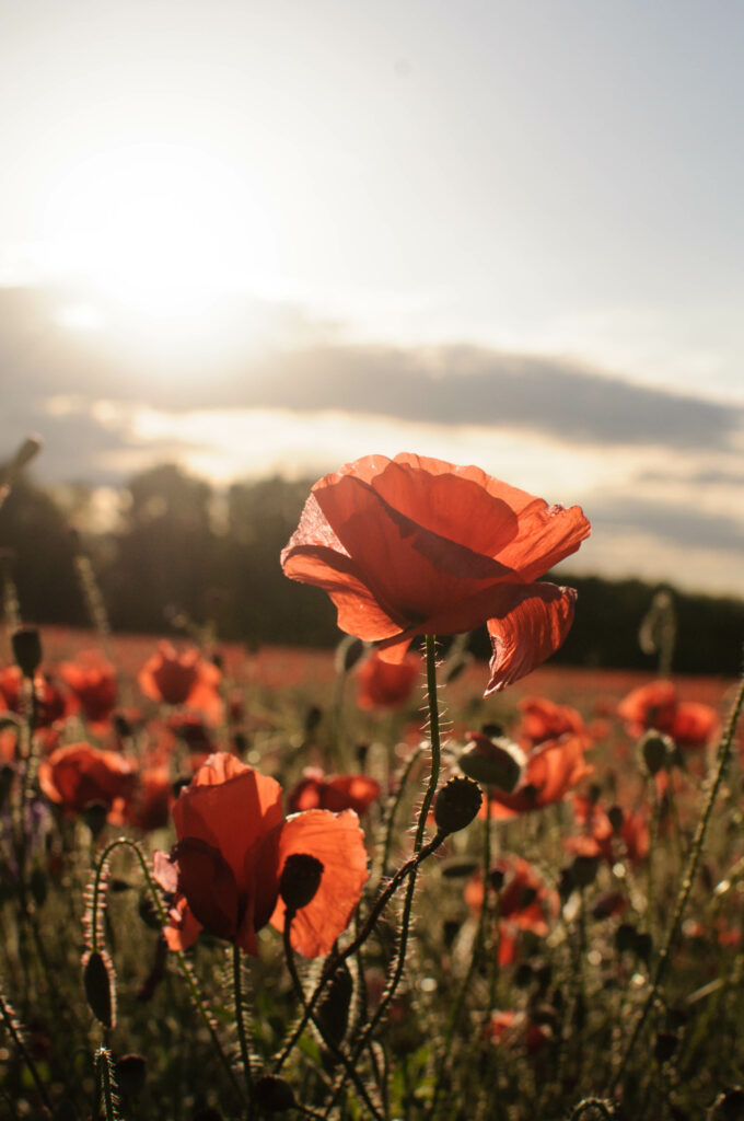 Vibrant Red Poppy Wallpaper: Serene Sunlit Field Background