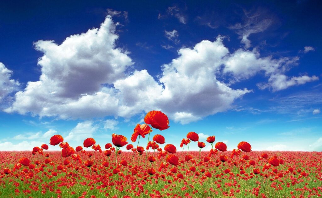 Vibrant Red Poppies Against a Bright Blue Sky - Serene Wallpaper