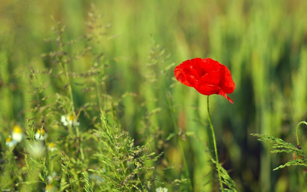 Vibrant Red Poppy Wallpaper in Serene Green Field Background