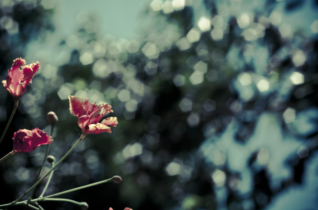 Vibrant Red Poppies on Blurred Background - Dreamy Bokeh Wallpaper