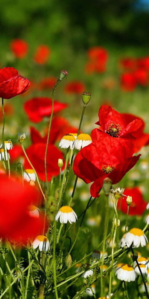 Vibrant Red Poppy and Daisy Wallpaper on Lush Green Background