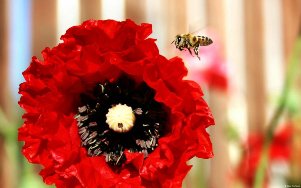 Vibrant Red Poppy Flower with Bee - Intricate Wallpaper Background
