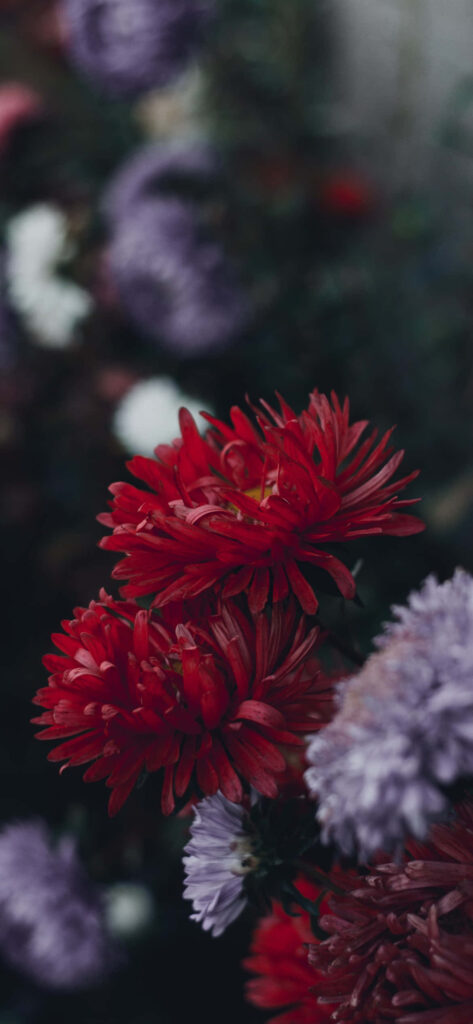 Vibrant Garden Wallpaper: Stunning Red & Purple Flowers for iPhone