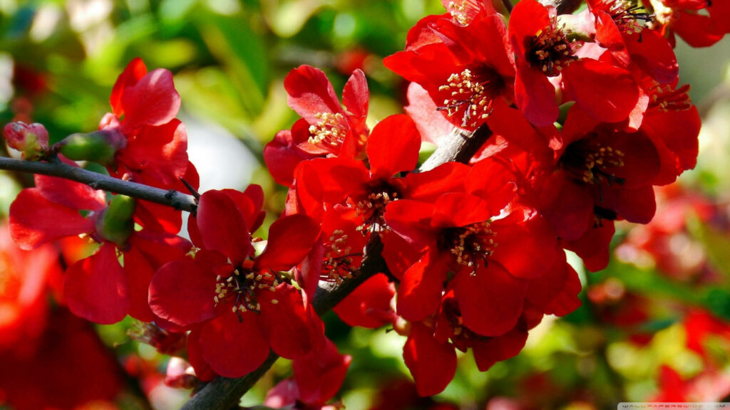 Vibrant Red Quince Blossoms Close-Up on Lush Green Background Wallpaper