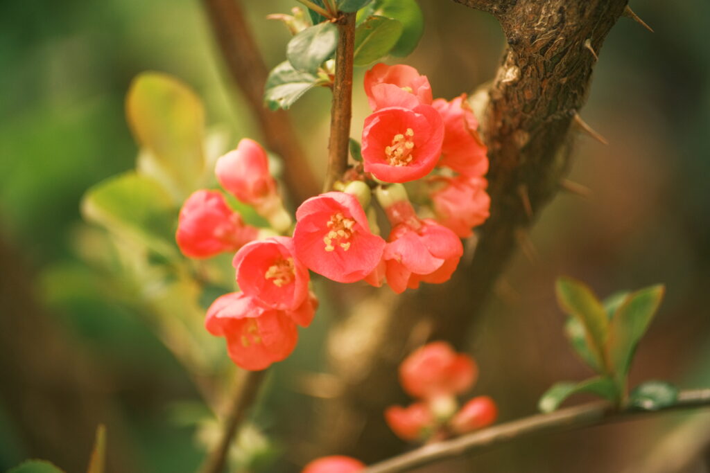 Vibrant Red Quince Flowers: Spring Wallpaper Background