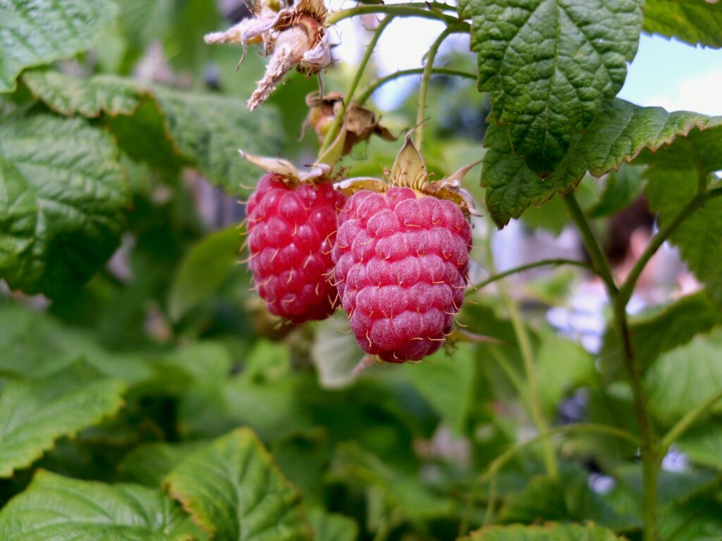 Vibrant Red Raspberries Close-Up: Freshness Wallpaper Background