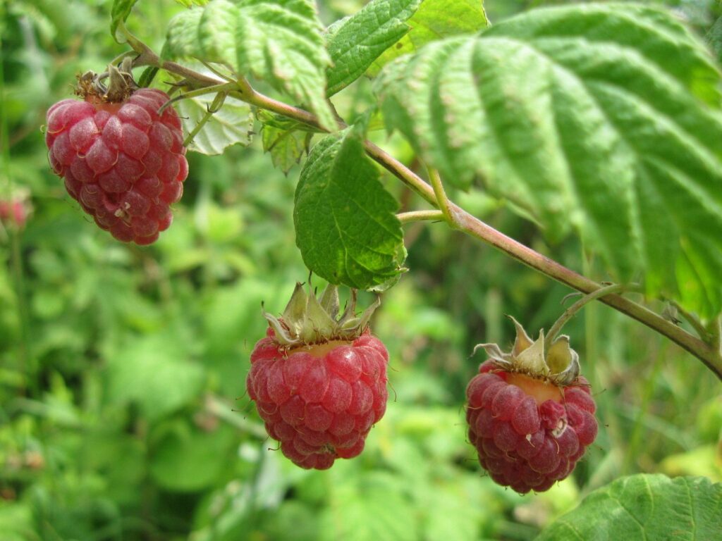 Vibrant Red Raspberries on Branch - Lush Green Leaves Wallpaper