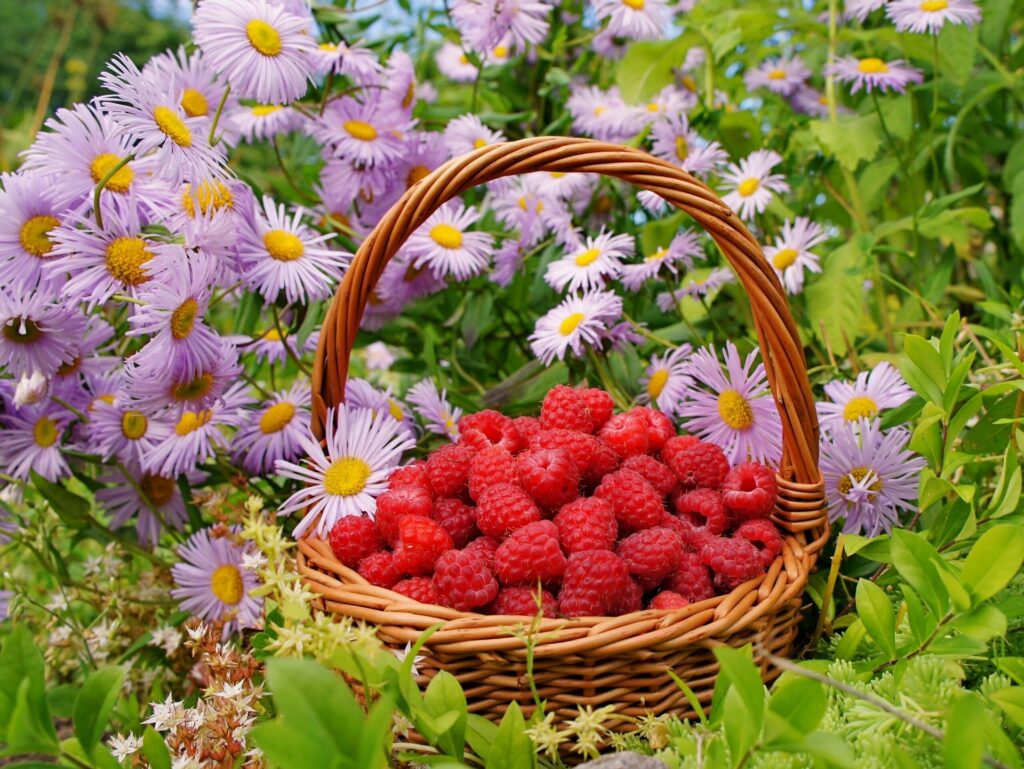 Vibrant Raspberry Basket Wallpaper Amidst Lush Greenery & Blooms