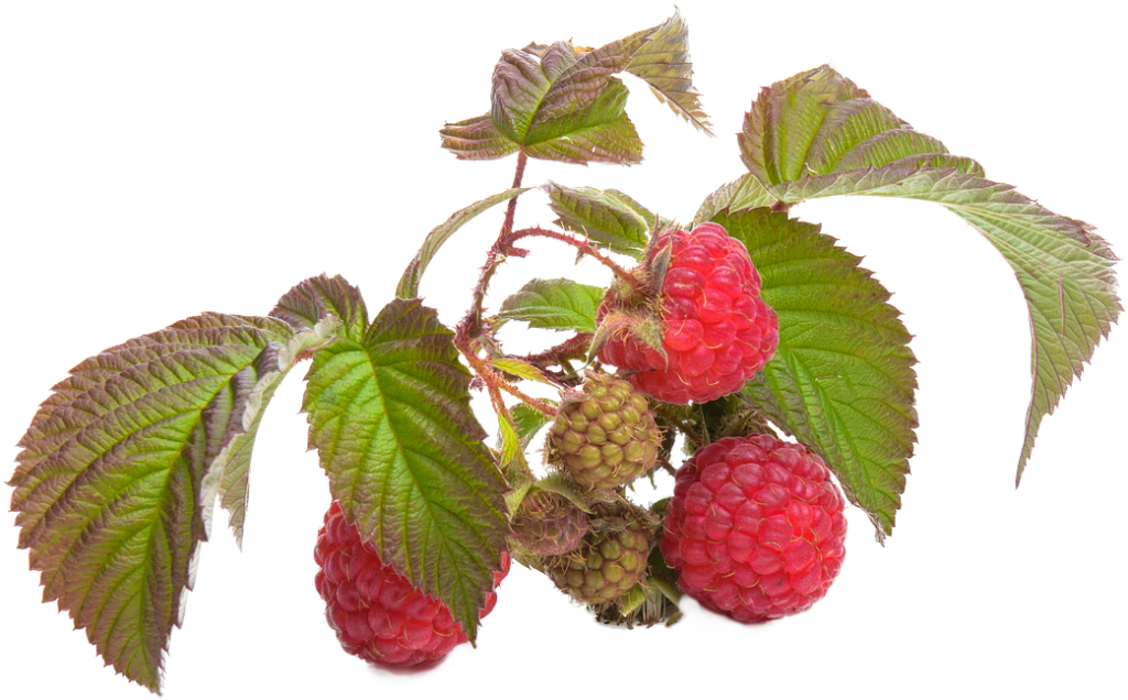 Vibrant Red Raspberries on Branch - Lush Green Leaves Wallpaper
