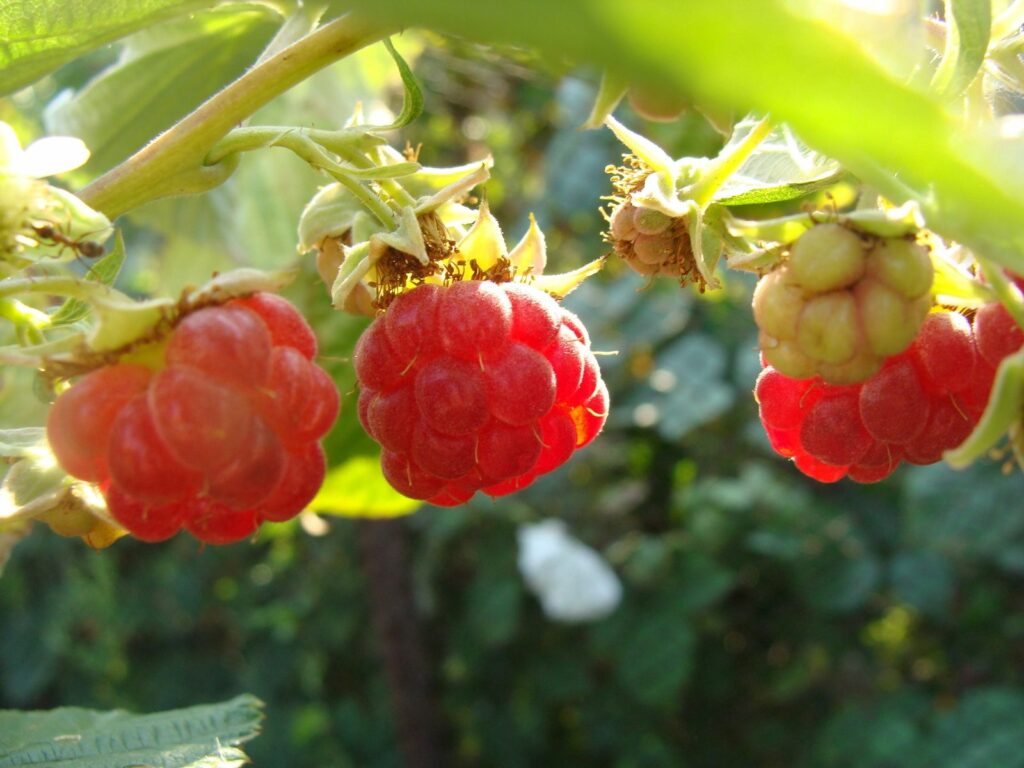 Vibrant Red Raspberries Wallpaper - Fresh Nature Background