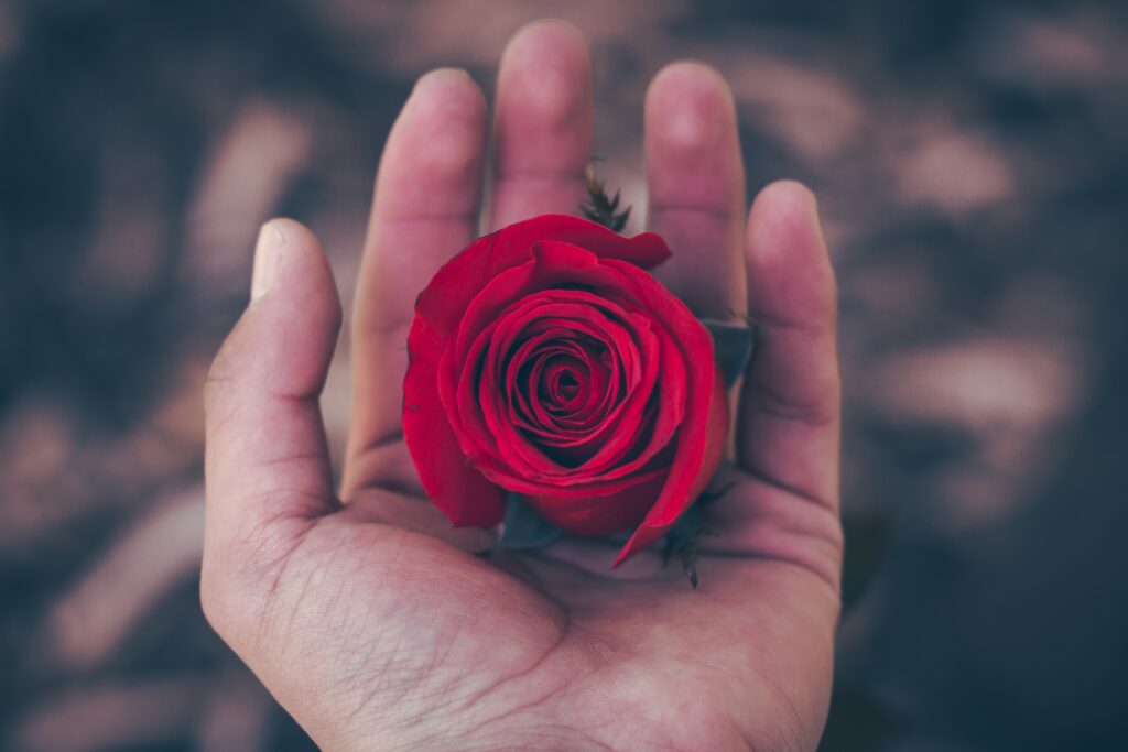 Close-Up of Hand Holding Vibrant Red Rose Bud with Soft Background Wallpaper