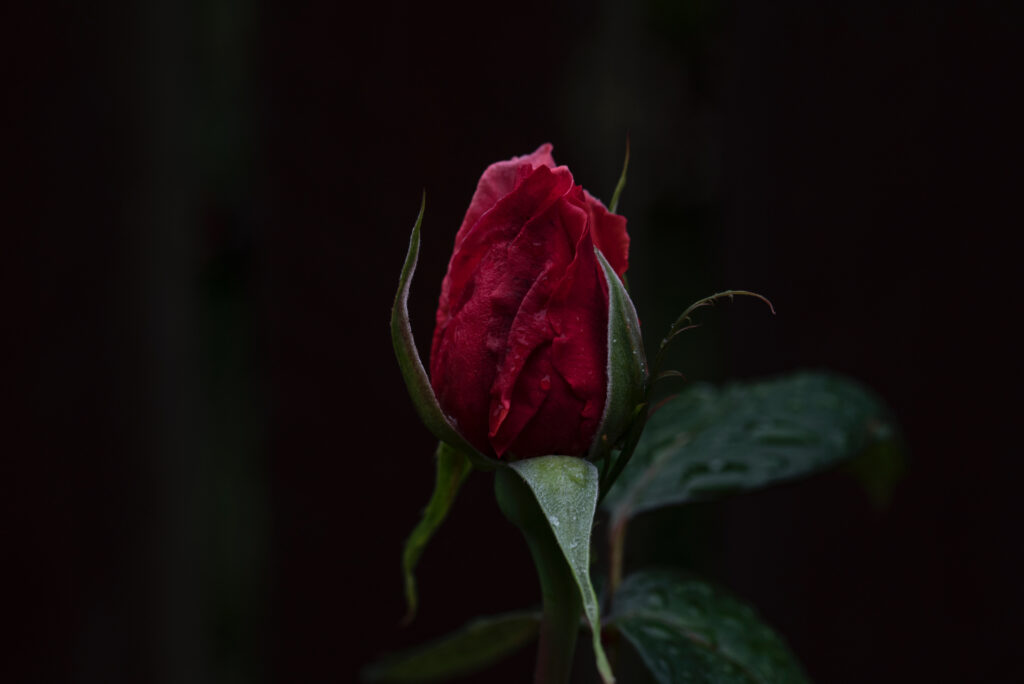 Elegant Red Rose Bud on Dark Background - Captivating Wallpaper