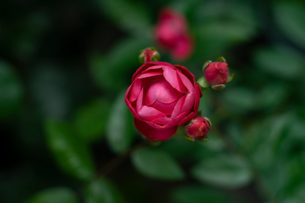 Vibrant Red Rose Bud Close-Up with Soft Green Background Wallpaper