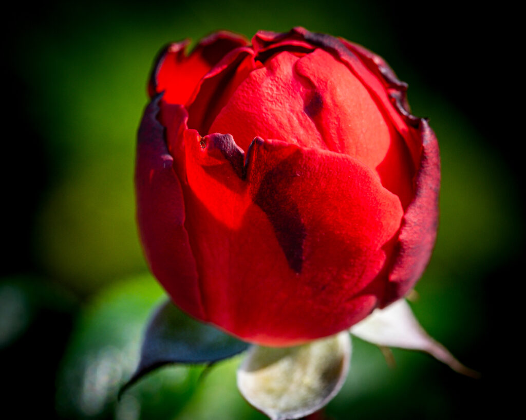 Vibrant Red Rose Bud Wallpaper with Softly Blurred Background