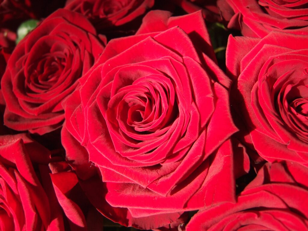 Vibrant Red Rose Buds Close-Up Wallpaper - Elegant Floral Background