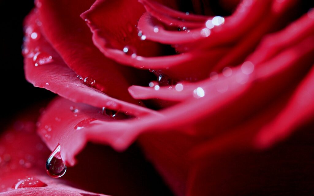 Vibrant Red Rose with Dew Drops: Stunning Wallpaper Background