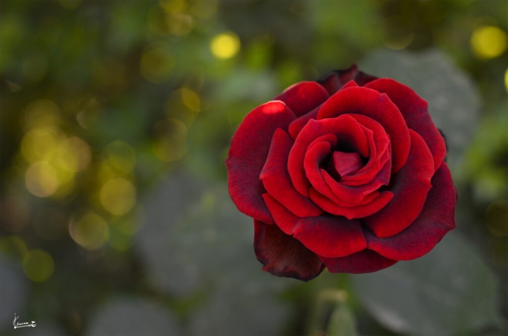 Vibrant Red Rose Close-Up: Stunning Floral Wallpaper Background
